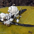 Beauveria wasp SanAgustin DW Ms