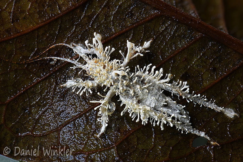 Beauveria loeiensis MonteLoro DW Ms.jpg