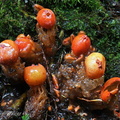 Calostoma cinnabarinum ElCedro DW Ms