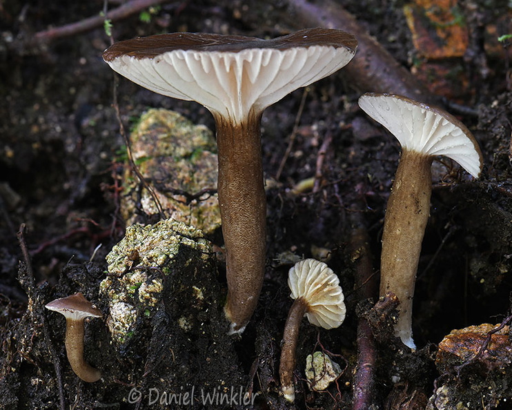 Lactifluus geradii Pitalito DW Ms.jpg