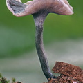 Craterellus Q Pitalito DW Ms