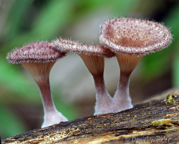 Panus conchatus PuertoAsis DW Ms.jpg