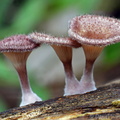 Panus conchatus PuertoAsis DW Ms