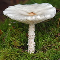 Melanoleuca verrucipes Haa DW Ms