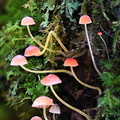 Mycena acicula CheleLa DW Ms