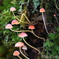 Mycena acicula CheleLa H DW Ms