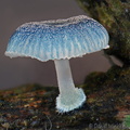 Mycena cf interupta Tsirang DW Ms