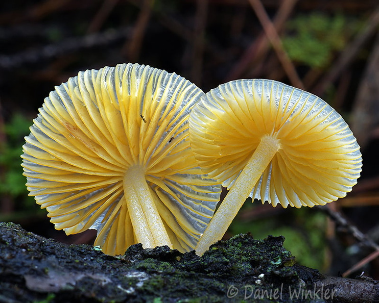 Mycena yellow gills Urgyen DW Ms.jpg