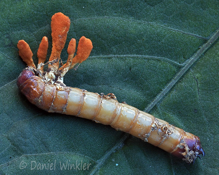 Nigelia martiale Damphu DW Ms.jpg