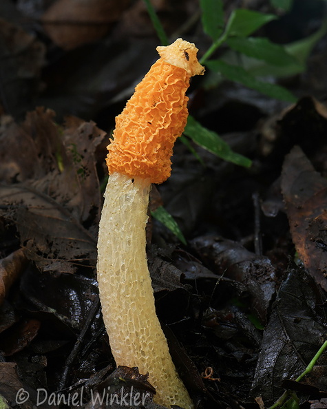 Phallus multicolor Tsirang DW Ms.jpg