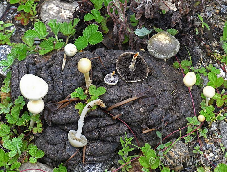 Protostropharia semiglobata cow pie Genekha DW Ms.jpg