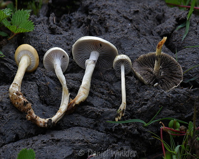 Protostropharia semiglobata old gills Genekha DW Ms