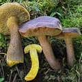 Retiboletus kaufmannii Disp Pobjikha DW Ms