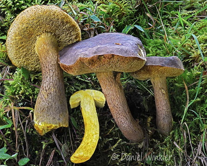 Retiboletus kaufmannii Disp Pobjikha DW Ms