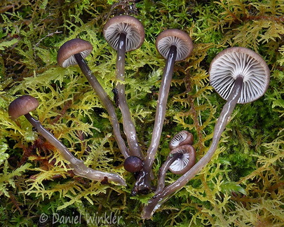 Roridomyces Haa DW Ms