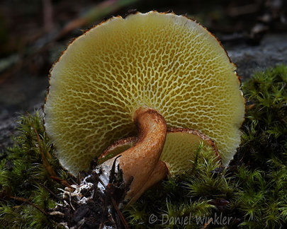 Suillus cavipes pores Pobjikha DW Ms