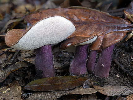 Tylopilus plumbeoviolaceus Damphu DW Ms