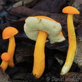 Aureoboletus miniatoaurantiacus Damphu DW Ms
