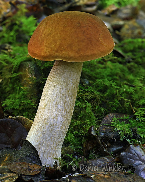 Boletus edulis Q CheleLa DW Ms.jpg