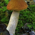 Boletus edulis Q CheleLa DW Ms