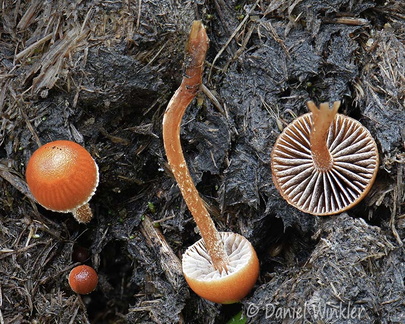 Deconica coprophila Genekha DW Ms