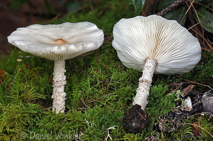 Melanleuca verrucipes Disp Haas DW Ms