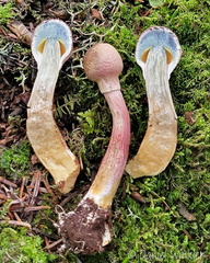 Boletellus emodensis transect CheleLa Cp DW Ms