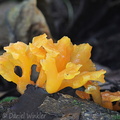 Dacrymyces spathularia Damphu DW Ms