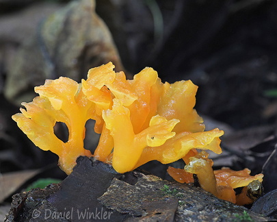 Dacrymyces spathularia Damphu DW Ms