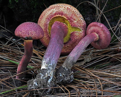 Boletellus areolatus Tsirang DW Ms