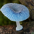 Mycena blue Tsirang DW Ms