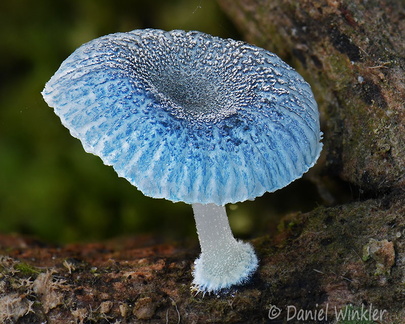 Mycena blue Tsirang DW Ms