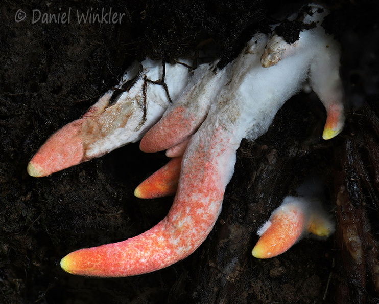 Turbinellus shoots Pobjikha DW Ms.jpg