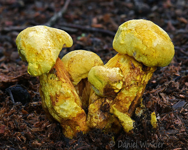 Buchwaldoboletus sphaerocephalus Chari DW Ms.jpg