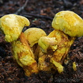 Buchwaldoboletus sphaerocephalus Chari DW Ms