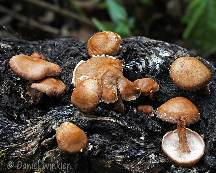 Lentinulla eodes Chari Disp DW Ms.jpg