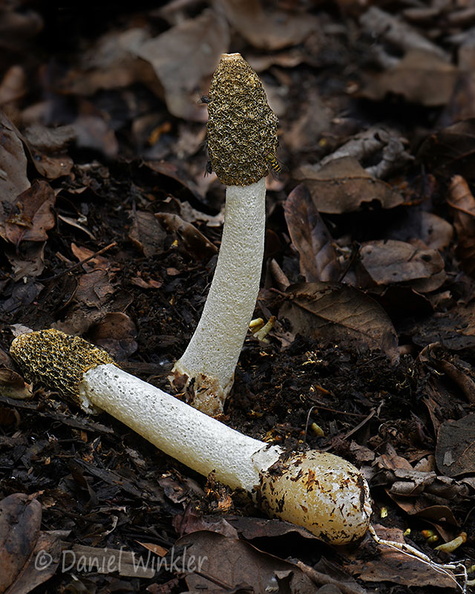 Phallus 2 Chari DW Ms.jpg