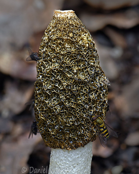 Phallus head Chari DW Ms.jpg