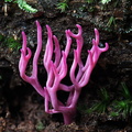 Clavaria zollingeri Villagarzon 1 DW Ms