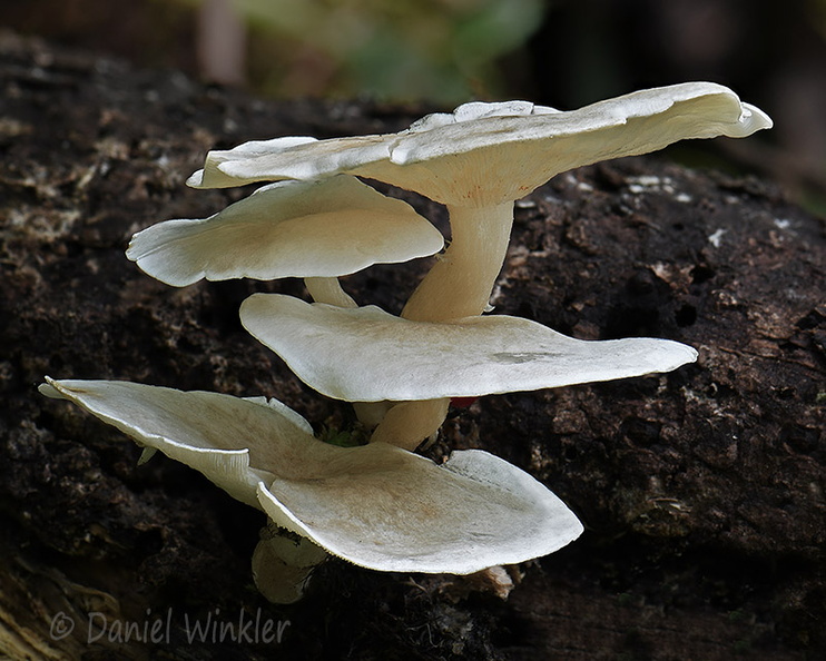 Ossicaulis lignatilis Chari DW Ms.jpg