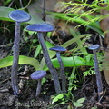 Laccaria amethystina Chari DW Ms