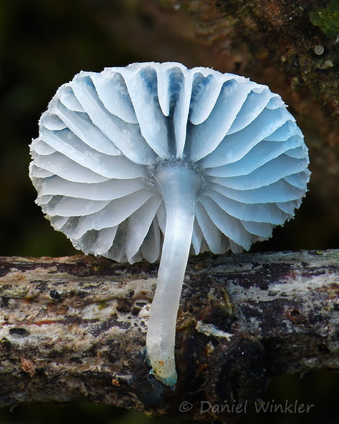 Mycena interrupta gills 3 Tsirang DW Ms.jpg