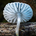 Mycena interrupta gills 3 Tsirang DW Ms