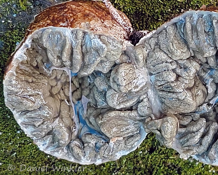 Protubera transect Detail Tsirang Cp DW Ms.jpg