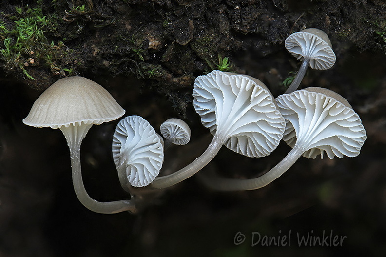 Roridomyces Taktsang DW Ms.jpg