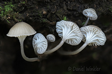 Roridomyces Taktsang DW Ms