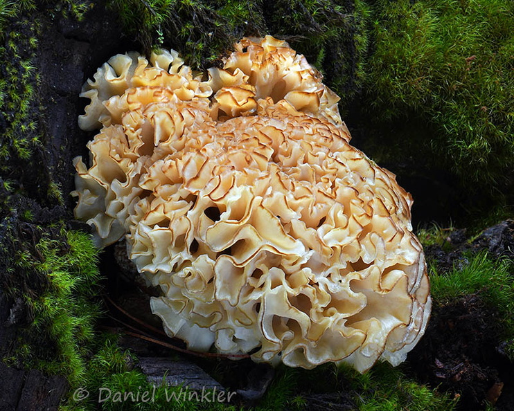 Sparassis crispa Ogyen DW Ms.jpg