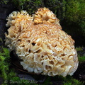 Sparassis crispa Ogyen DW Ms