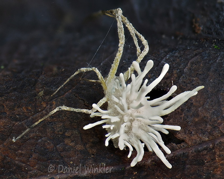 Gibellula Tsirang ABC DW Ms.jpg