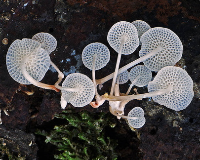 Filoboletus Tingtibi hymenium edd DW Ms